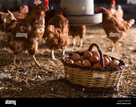 Laying hens next to basket full of fresh eggs in chicken coop Stock Photo - Alamy