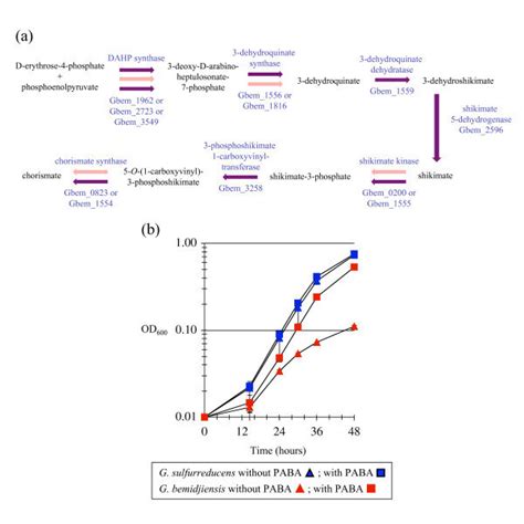 Chorismate Biosynthesis Pathway And 4 Aminobenzoate Auxotrophy Of G Download Scientific