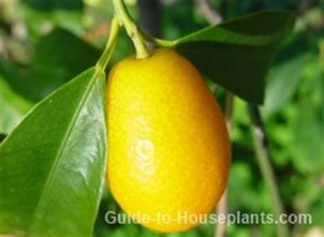 Kumquat Tree Care - Grow Nagami Kumquat Indoors