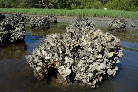 Build Oyster Reefs With Aesthetic Value For Your Living Shoreline Reef Innovations