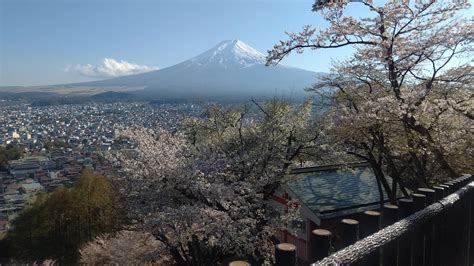 新倉山浅間公園桜まつり