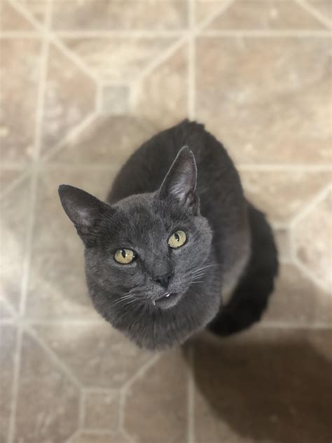 My Girlfriend S Pussy Has Grey Hair R Pics