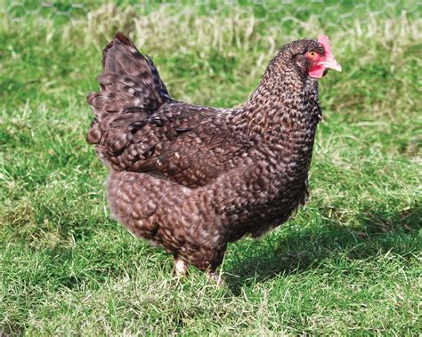 Poule Coucou Fermi Re Levage Et Vente De Poules Pondeuses