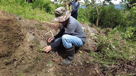 Pagtatanim Ng Napier Grass Sa Area Youtube