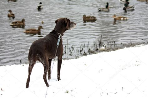 Duck hunting german shorthaired pointer — Stock Photo © portosabbia #1797950