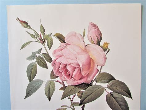 Redoute Botanical Scented Rose Art Print Pink Rosa Indica Fragrans