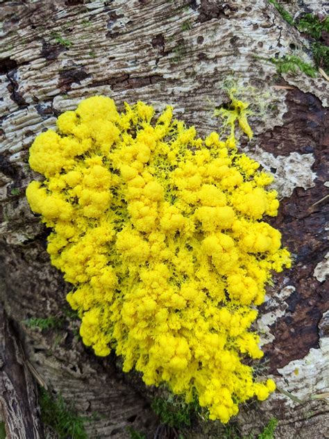 Physarum Polycephalum Many Headed Slime Mold So Bright Flickr