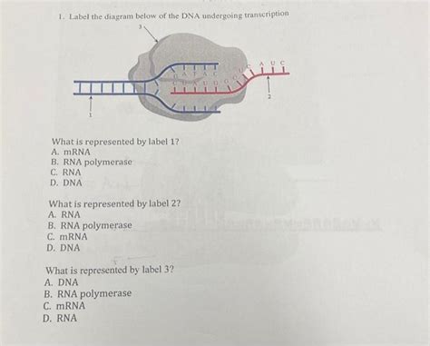 Solved 1 Label The Diagram Below Of The Dna Undergoing