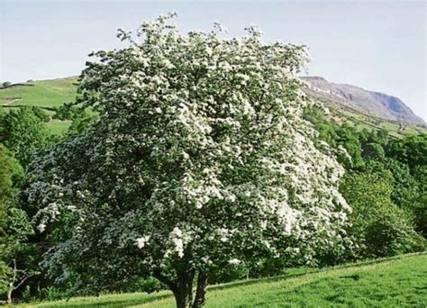 Then And Now The Magical Powers Of The Hawthorn Kilkenny People