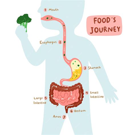 Premium Vector | Foods journey illustration human digestive system