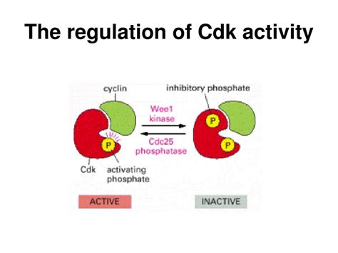 Ppt Cell Cycle And Cell Programmed Death Powerpoint Presentation