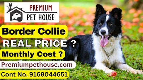 border collie price  india border collie puppies  sale  india