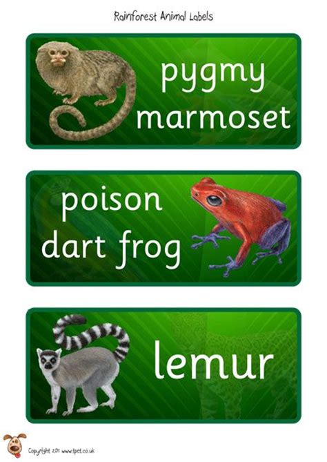 Teacher S Pet Rainforest Eco Word Mat Free Classroom Display