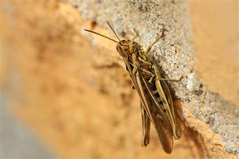 Acrididae July Fovslet Kolding Denmark Erland Refling