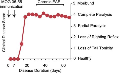 Researchers Identify Model For Studying Treatments Targeting Multiple