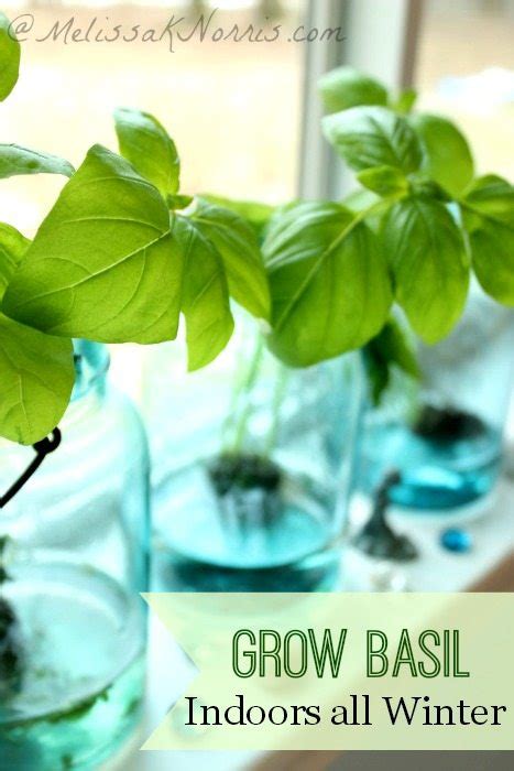 How To Take Care Of A Basil Plant Indoors - topleadgenerationtips