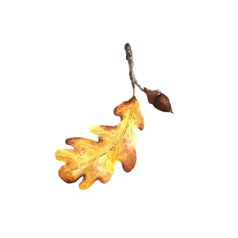 Premium Photo Watercolour Oak Leaf An Isolated Element Of The Autumn