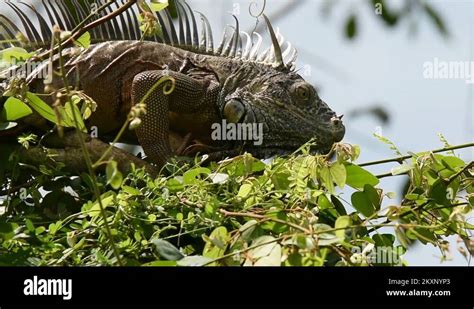 Belize Iguana Tree Stock Videos And Footage Hd And 4k Video Clips Alamy