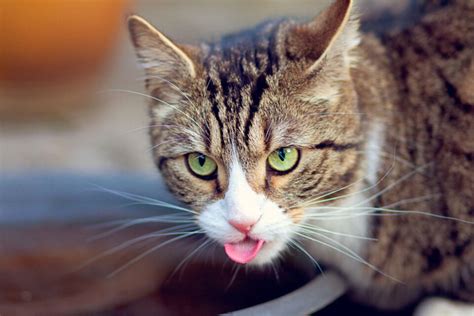 Why Do Cats Stick Their Tongue Out 16 Reasons