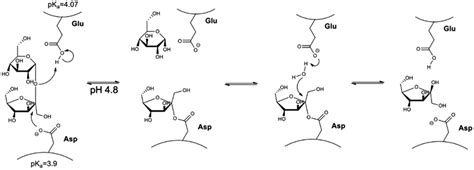 Representation Of The Sucrose Hydrolysis Reaction Performed By The