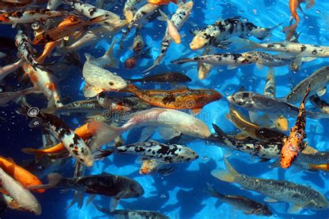 Pescados En Agua Azul Clara Foto De Archivo Imagen De Cubo Marejada