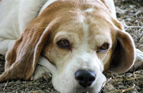 Quando Fido Diventa Anziano Come Cambia La Vita Del Cane Con L Et