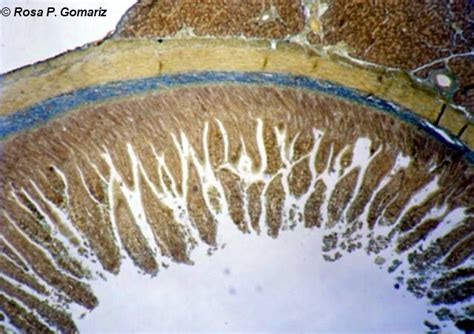 Bioimagen Intestino Delgado De Mam Fero Autor Rosa