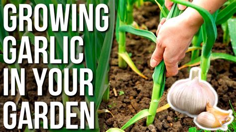 How To Grow Garlic At Home Planting And Growing Garlic