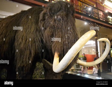 Woolly Mammoth Museum