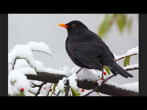 Amsel Gesang 30min YouTube