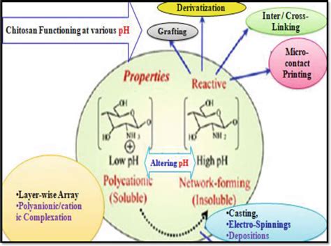 Chitosan Functions And Properties At Various Ph And Chemical Conditions