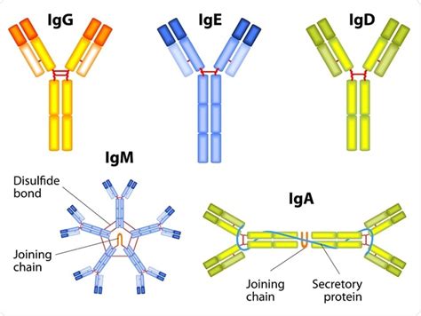 Antibody Types: IgM, IgA, IgD, IgG, IgE and Camelid Antibodies