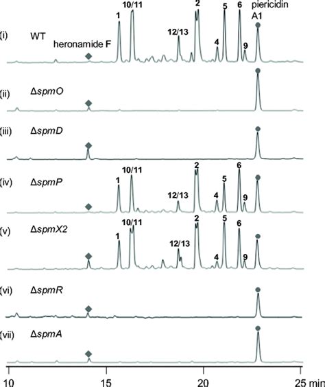 Hplc Analysis Of Metabolite Profiles Of Spm Gene Inactivation Mutants