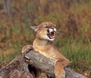 Animals World: MOUNTAIN LIONS IN MISSOURI