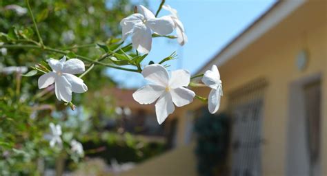 Plantas Trepadoras Para Tu Terraza Plantesdecor