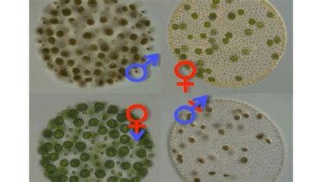 Algae Study Sheds Light On The Evolution Of Sexes Iflscience