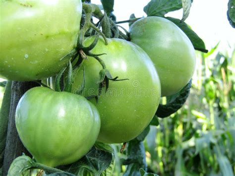 Tomates Sin Madurar Entre Las Hojas Verdes De La Planta Foto De Archivo