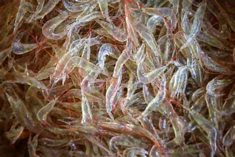 Drying Of Sea Shrimps Or Small Sized Shrimp Dried By The Sun Stock