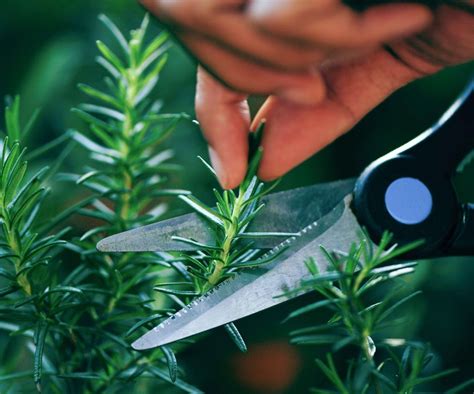 How To Prune Rosemary Expert Tips To Control Your Shrub Homes Gardens