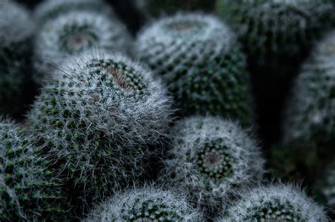 Cactus Blanco Cactus Flor Espinas Fondo De Pantalla HD