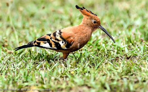 Hoopoe African (Upupa africana) - Cape East South Africa - World Bird ...