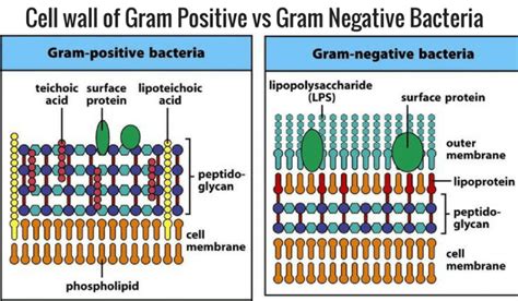 Cell Wall Of Bacteria Overview Biology Ease