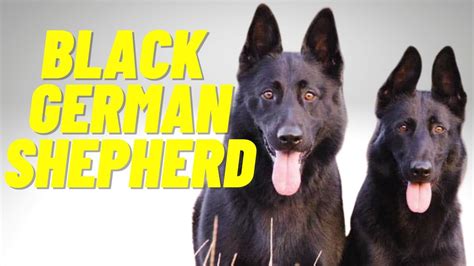 Black German Shepherd Top 10 Facts And Things To Know About The All Black German Shepherd