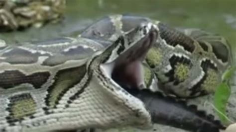 Watch A Massive Python Swallow An Alligator Whole Flipboard