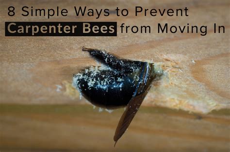 8 Simple Ways To Prevent Carpenter Bees From Moving In Carpenter Bee