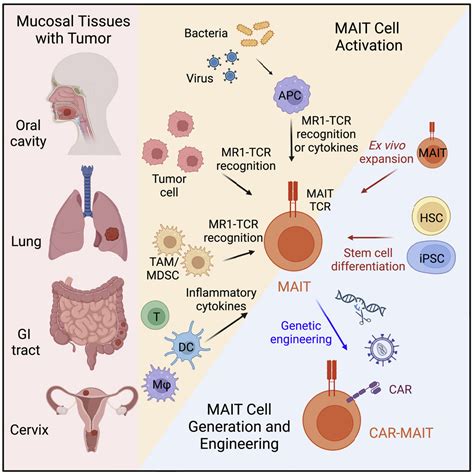 Mucosal Associated Invariant T Cells For Cancer Immunotherapy