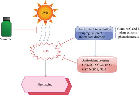 Figure From Ultraviolet Radiation Induced Skin Aging The Role Of Dna