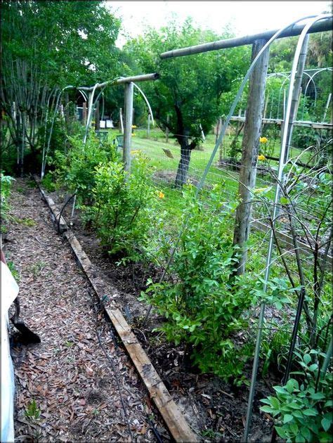 Plant Blueberries In Raised Beds With Companion Plants That Can