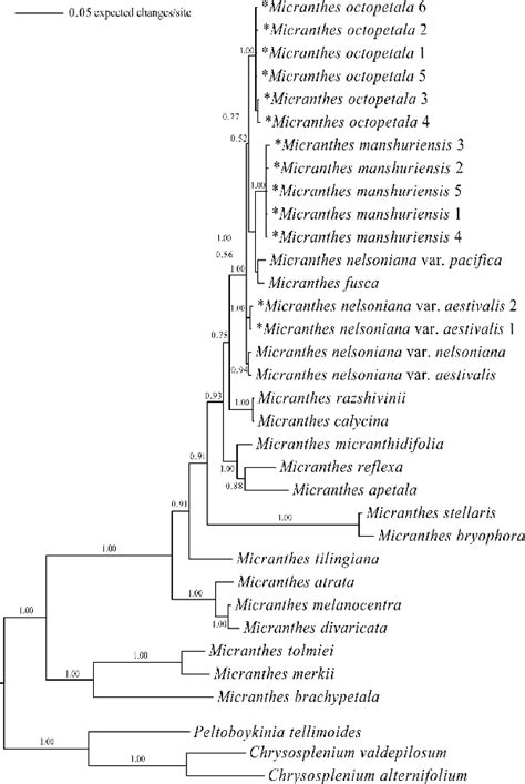 A Bayesian Inference Tree Of Micranthes Based On Nrits Sequences