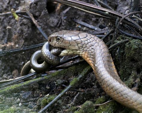 A royal meal | Predator: King Cobra Family : ELAPIDAE Specie… | Flickr